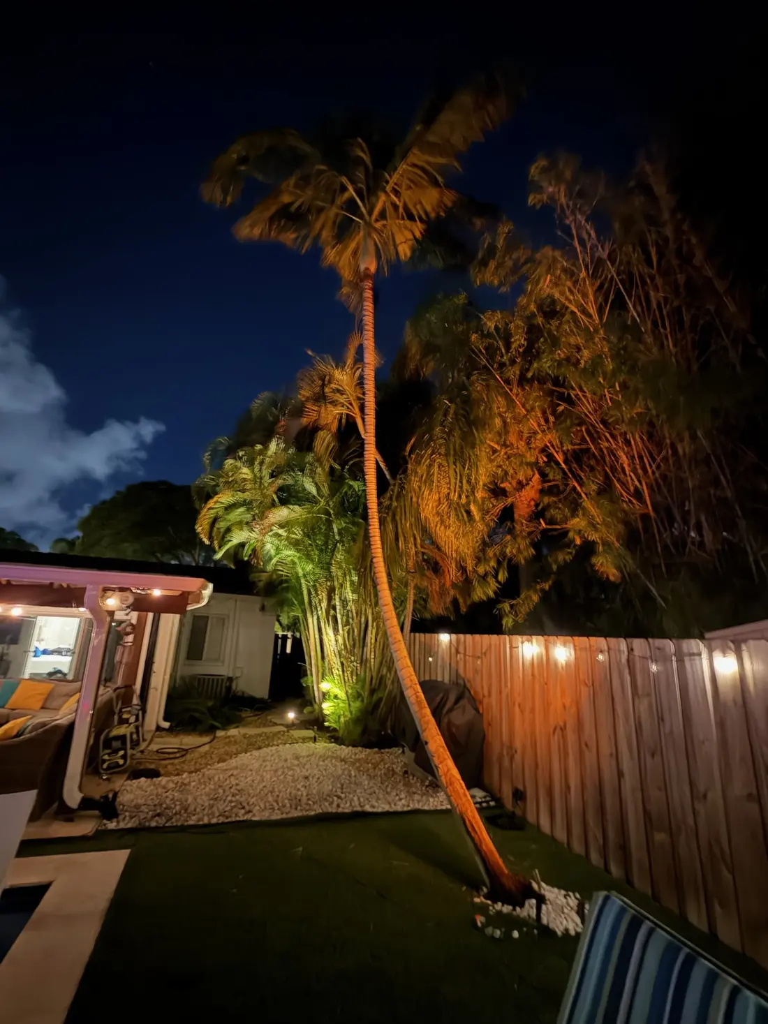 A curving palm uplit in warm light at night beside the string-lit fence and a white-stone garden bed