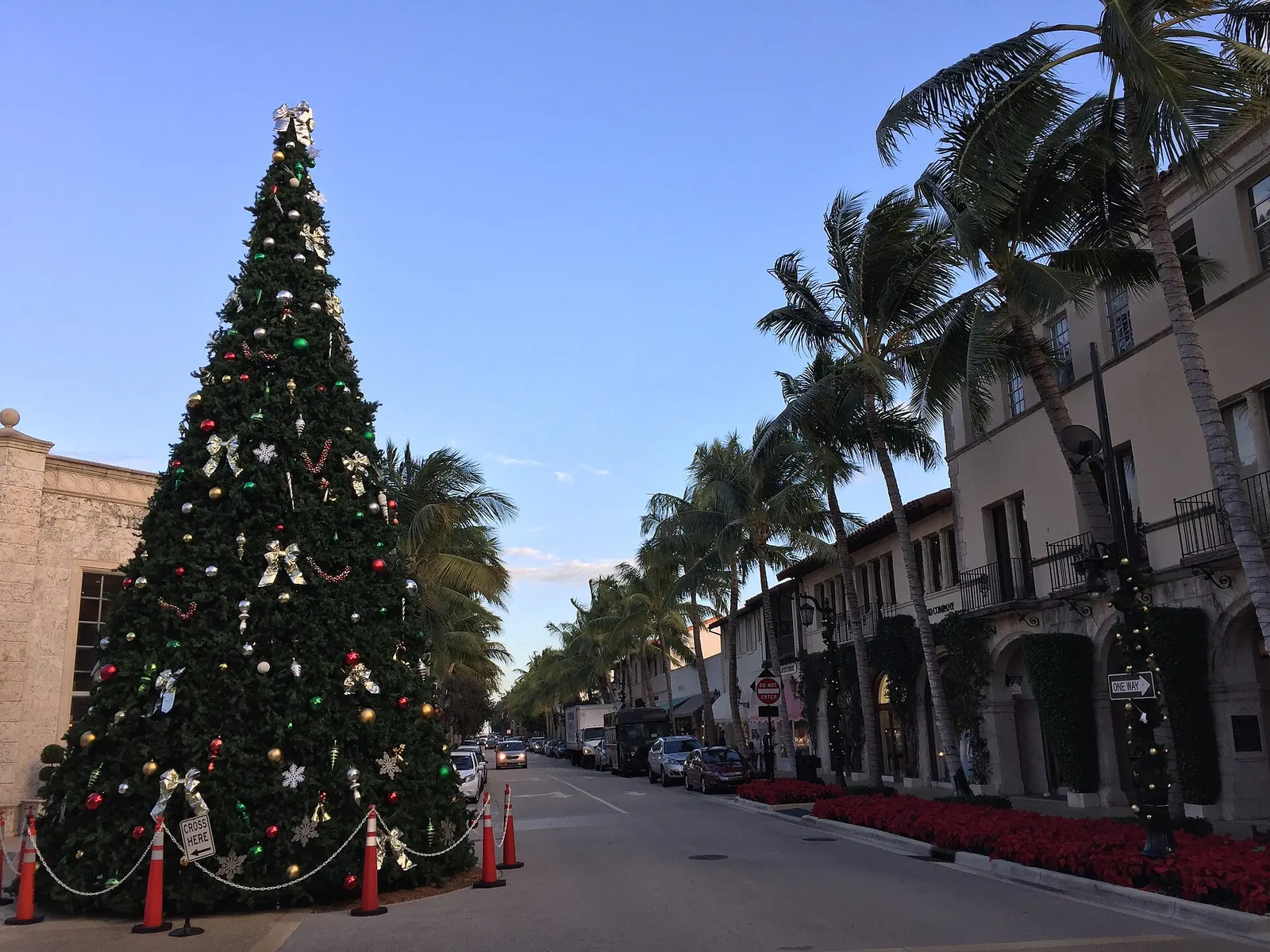 A decorated Christmas tree among the palms on Worth Avenue in Palm Beach, Florida