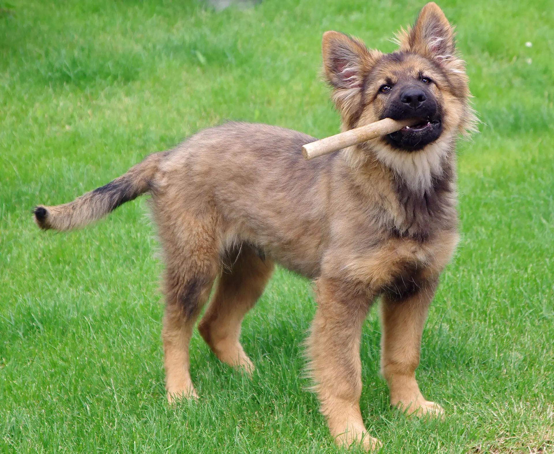 A German Shepherd puppy stands on a green lawn holding a stick in its mouth