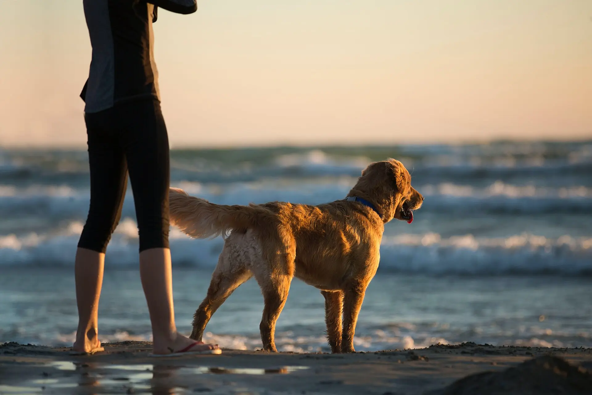 Fort Lauderdale Canine Beach: a golden retriever stands on a sandy beach next to a person's legs facing ocean waves during golden hour