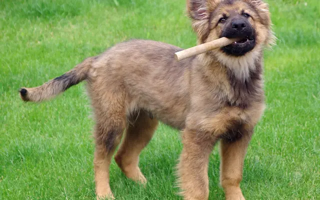 A German Shepherd puppy stands on a green lawn holding a stick in its mouth