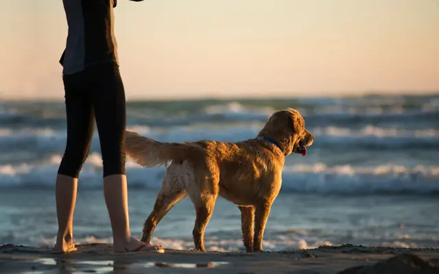 Fort Lauderdale Canine Beach: a golden retriever stands on a sandy beach next to a person's legs facing ocean waves during golden hour