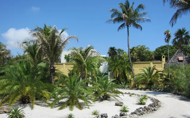 Bonnet House Museum & Gardens: a curving white-gravel driveway bordered by coquina rocks, tropical palms, and the historic yellow wall of an estate under a clear blue sky