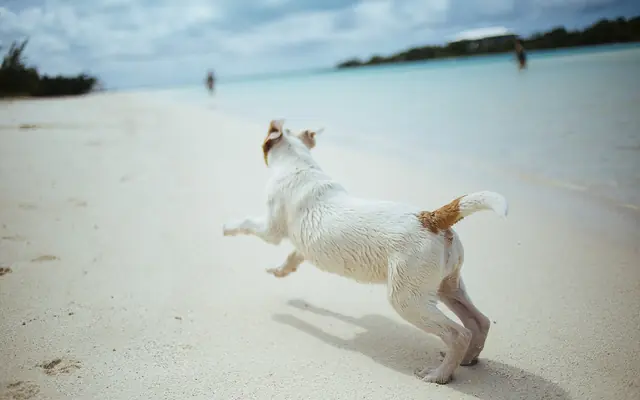 A small white dog running on a sandy beach