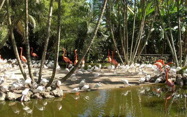 Flamingo Gardens: a flock of white ibises and several bright pink flamingos gathering around a pond surrounded by lush tropical palms