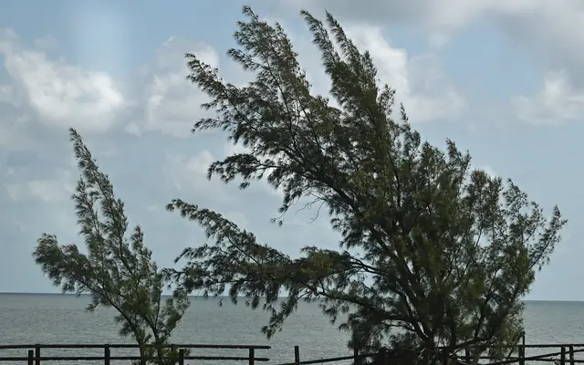 Seven Mile Bridge: a windswept Australian pine tree growing along a weathered bridge railing over the ocean