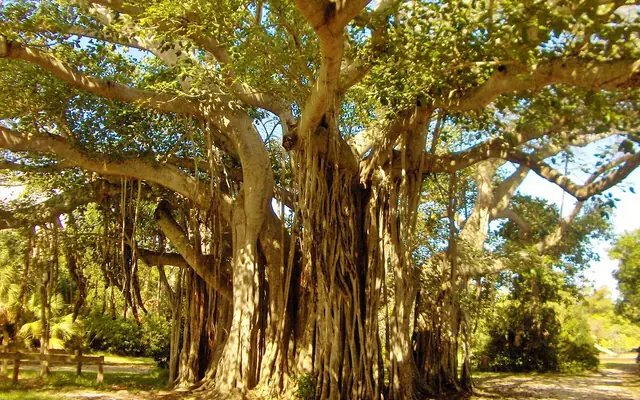 Holiday Park: a massive mature banyan tree with extensive aerial prop roots in a sunny park setting