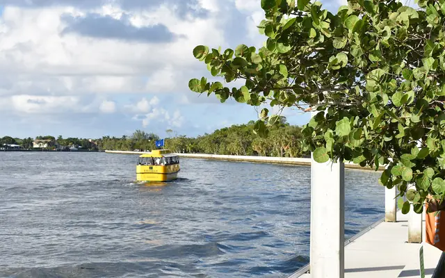 Hugh Taylor Birch State Park: a yellow water taxi cruises along the Intracoastal Waterway viewed from a dock beside a sea grape tree