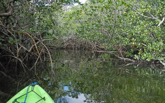 The bow of a green kayak navigating through a dense mangrove tunnel on calm water