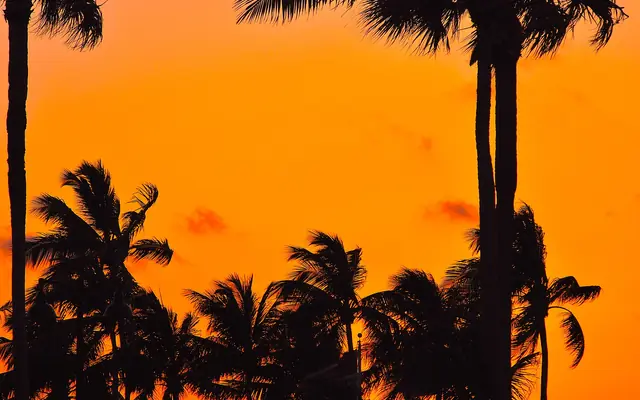 Fort Lauderdale Beach Park: silhouettes of palm trees against a vibrant orange sky at sunset or sunrise