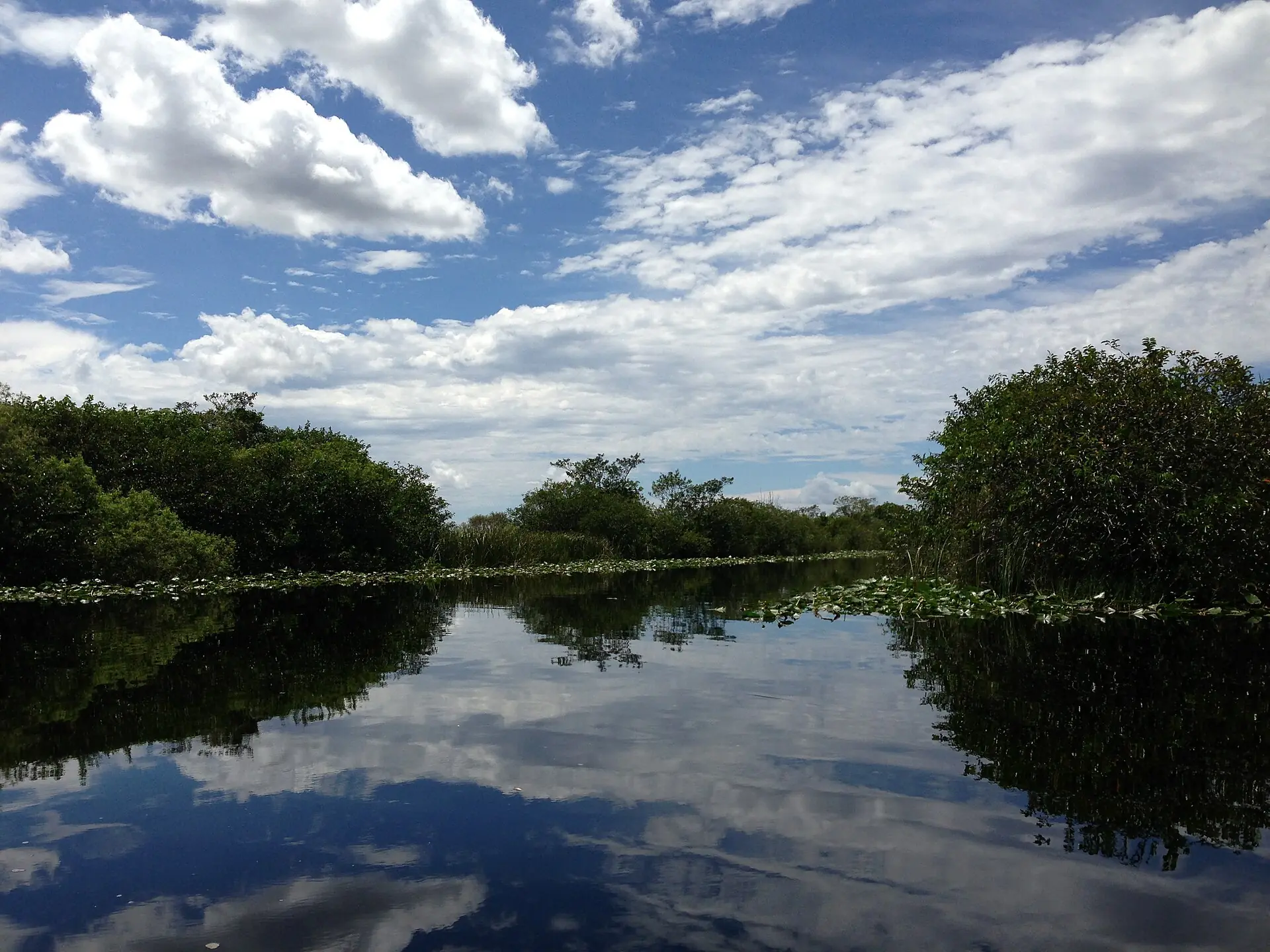 Everglades Holiday Park: a calm wetland canal lined with dense green bushes and lily pads under a partly cloudy sky reflected in the dark water