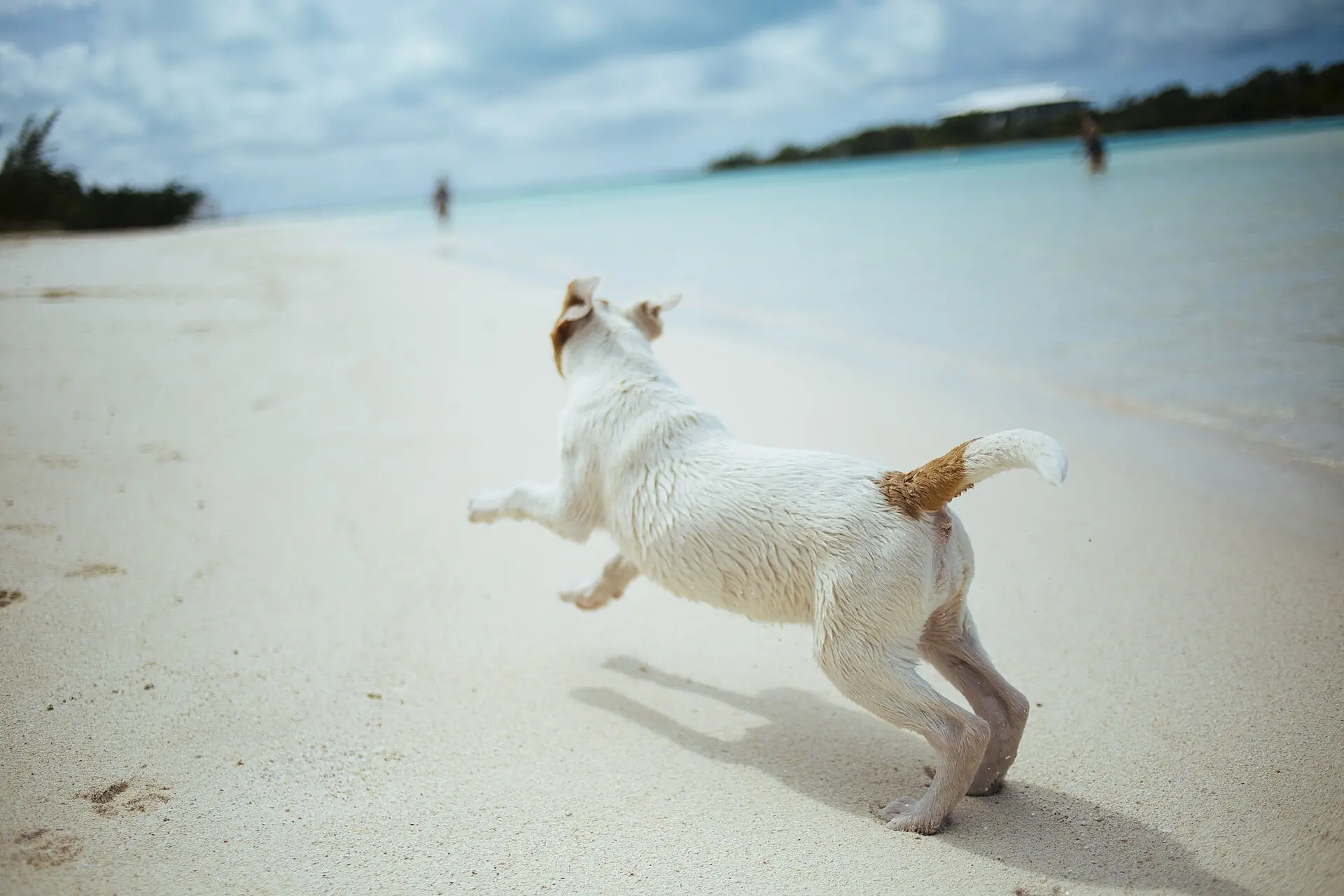 A small white dog running on a sandy beach