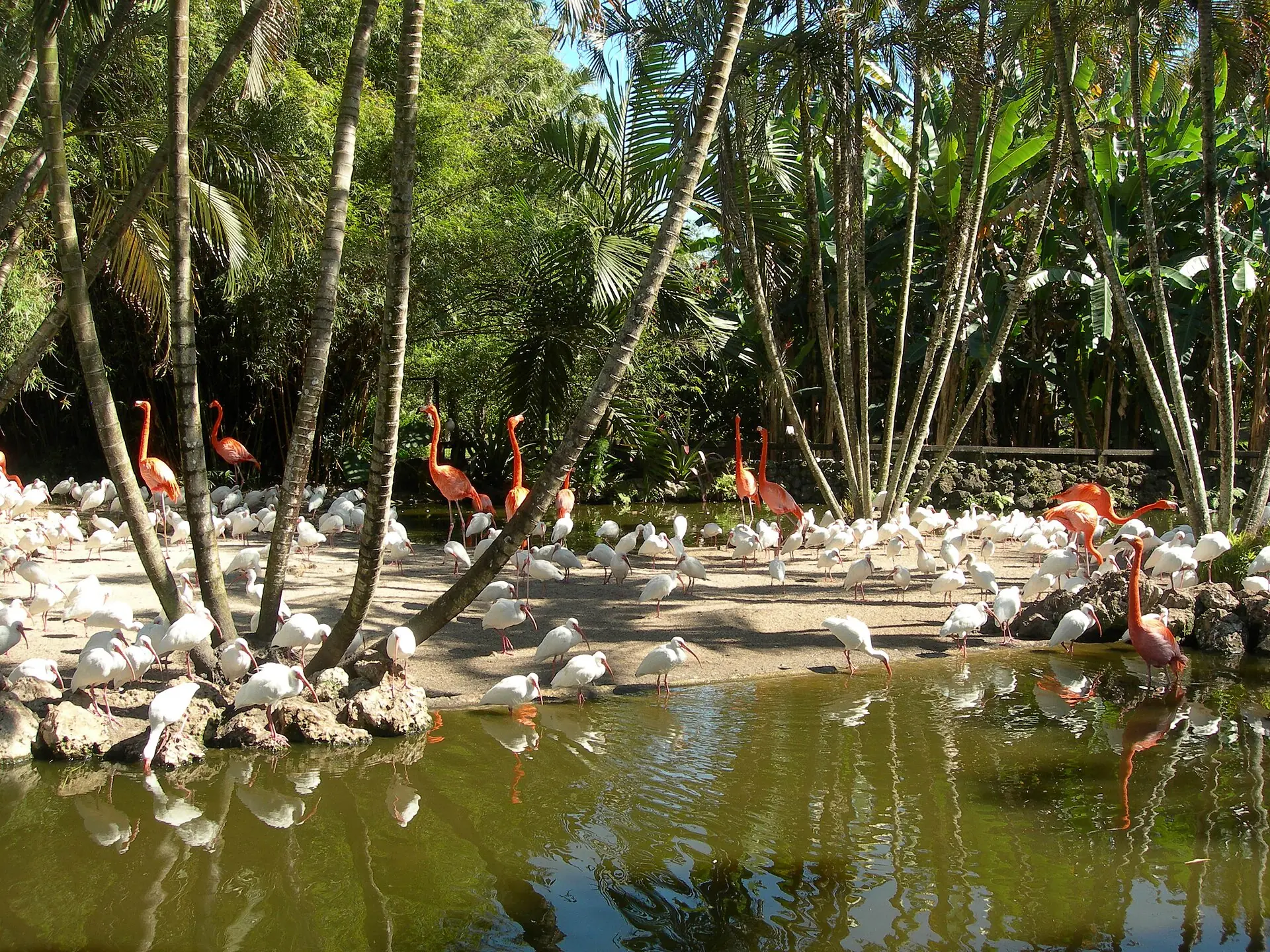Flamingo Gardens: a flock of white ibises and several bright pink flamingos gathering around a pond surrounded by lush tropical palms