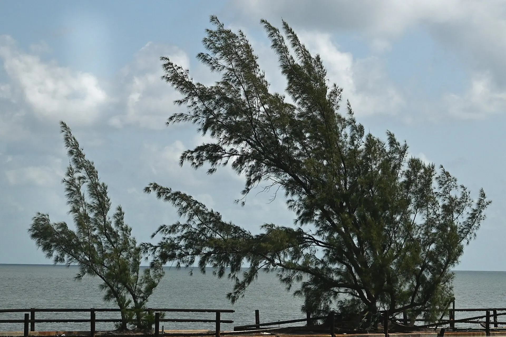 Seven Mile Bridge: a windswept Australian pine tree growing along a weathered bridge railing over the ocean