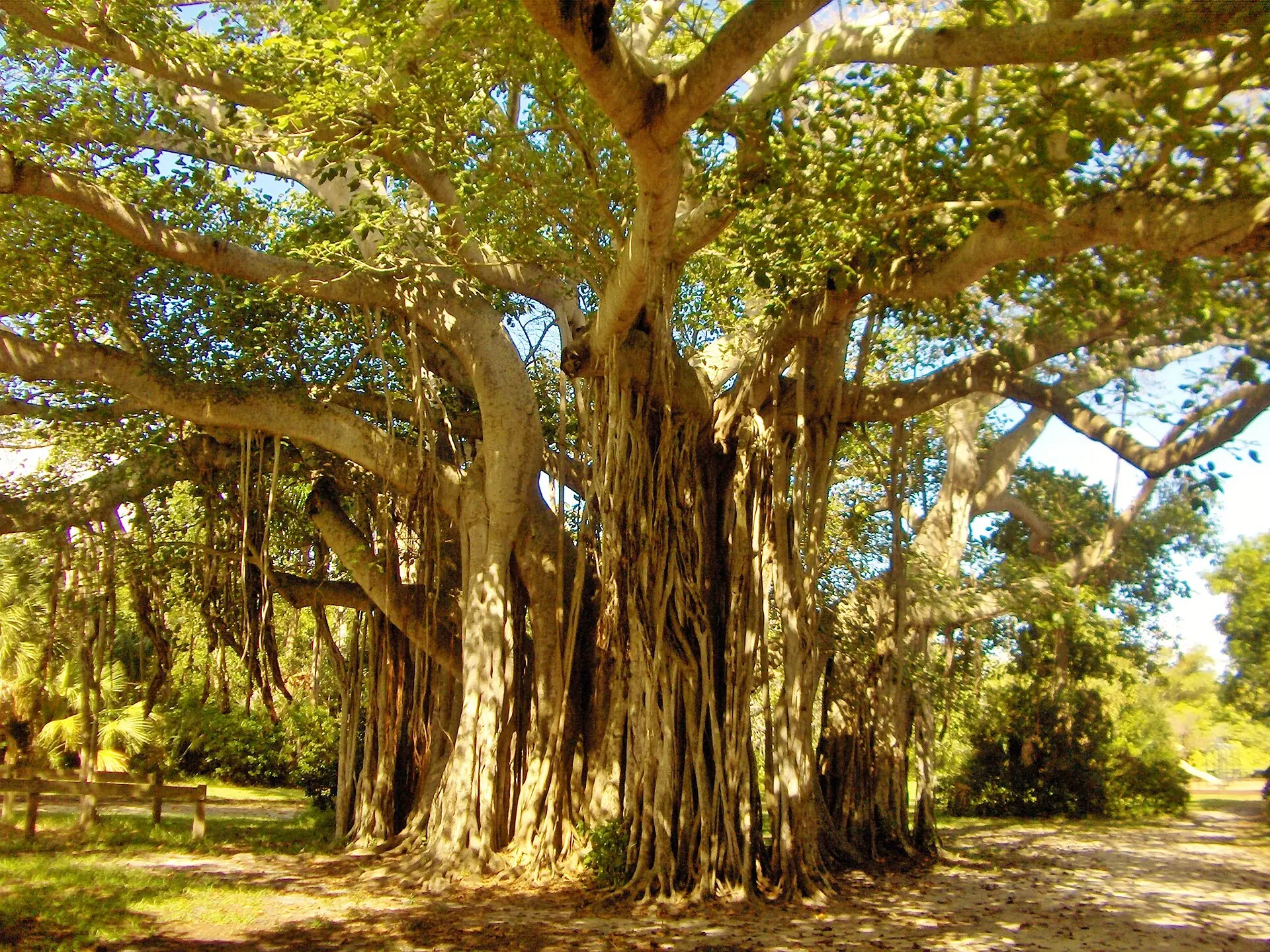 Holiday Park: a massive mature banyan tree with extensive aerial prop roots in a sunny park setting