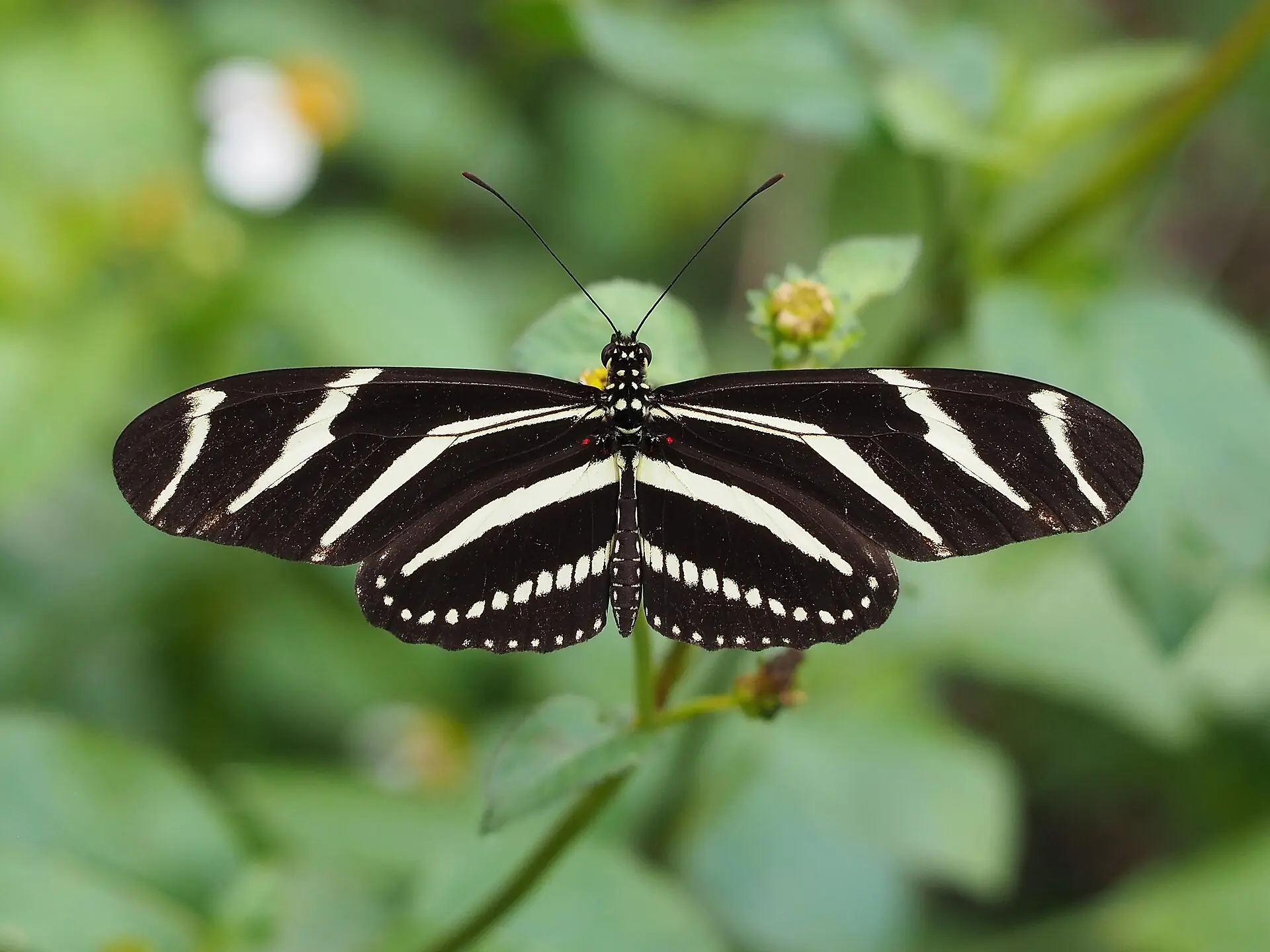 A zebra longwing, Florida's state butterfly, resting on a leaf
