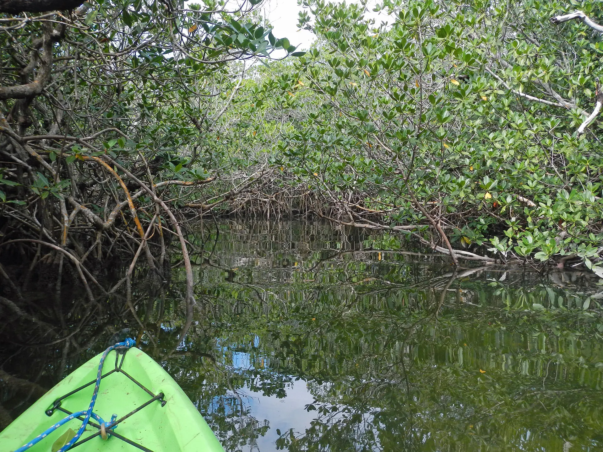 The bow of a green kayak navigating through a dense mangrove tunnel on calm water