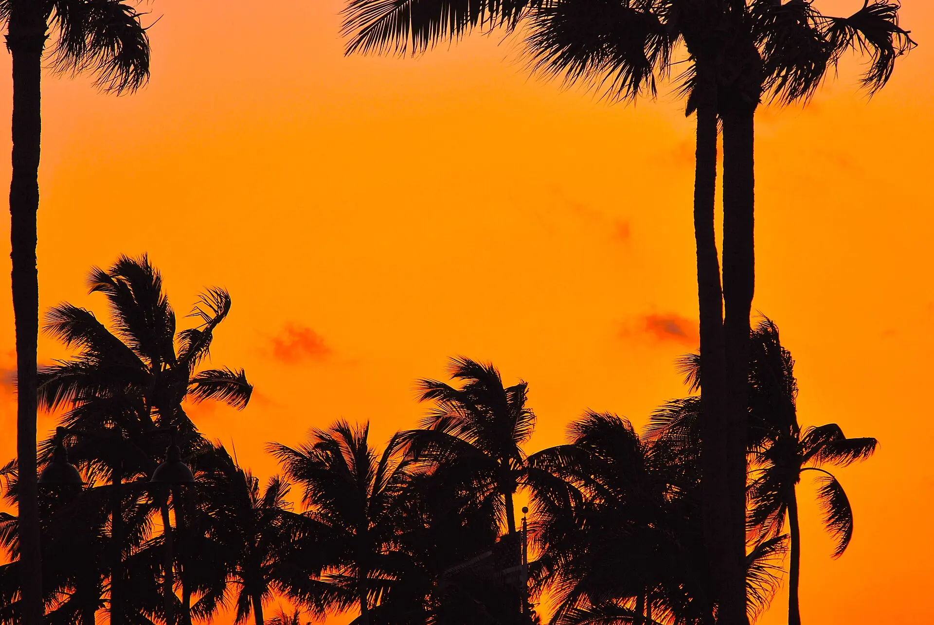 Fort Lauderdale Beach Park: silhouettes of palm trees against a vibrant orange sky at sunset or sunrise