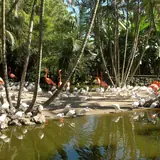 Flamingo Gardens: a flock of white ibises and several bright pink flamingos gathering around a pond surrounded by lush tropical palms