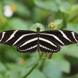 A zebra longwing, Florida's state butterfly, resting on a leaf